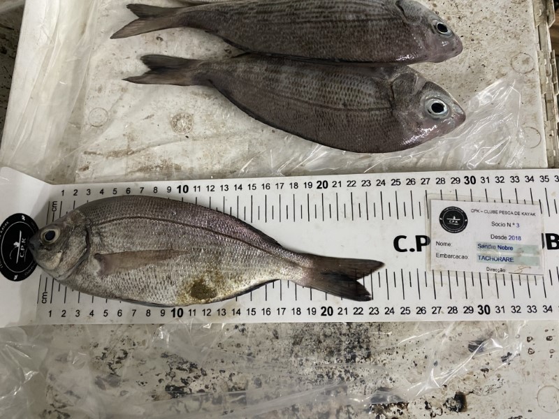 Fish Measure Picture