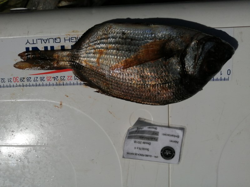 Fish Measure Picture