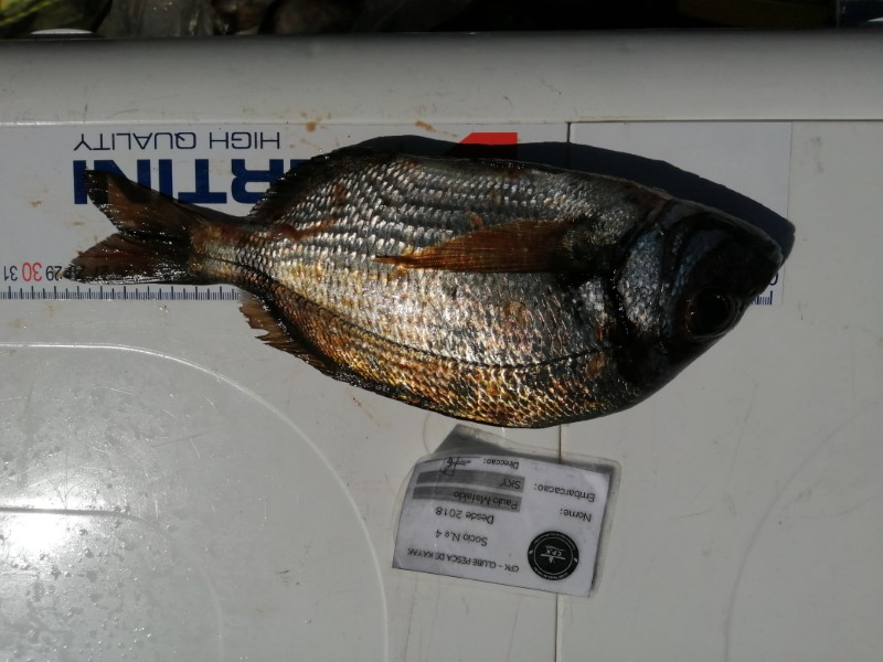 Fish Measure Picture