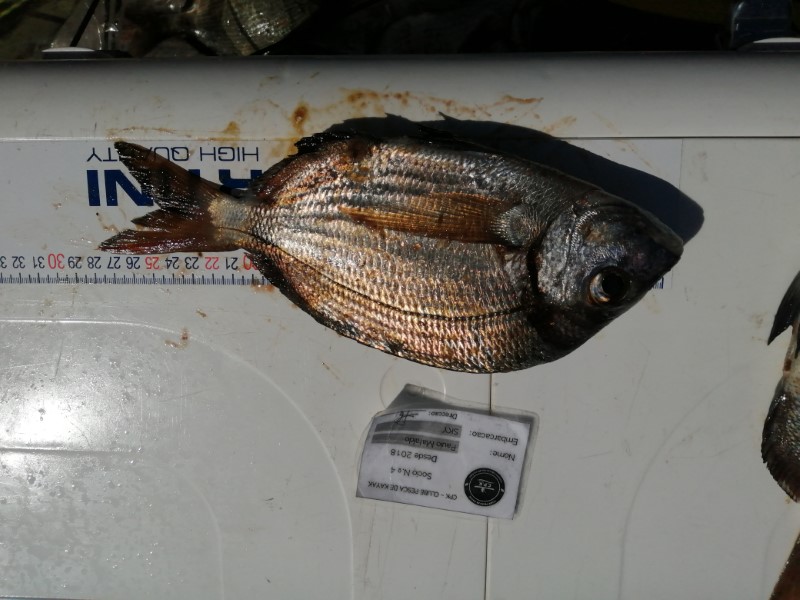 Fish Measure Picture