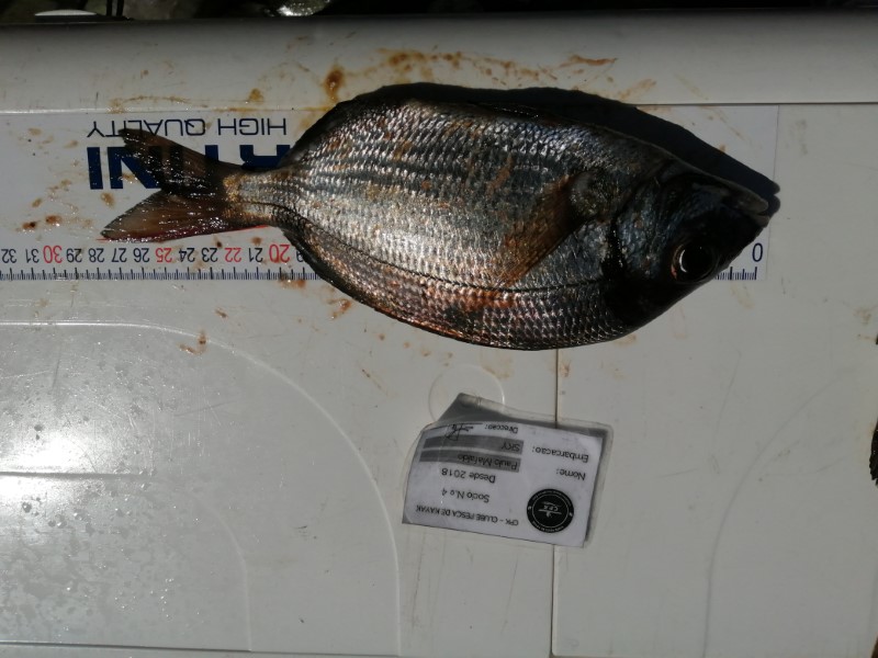 Fish Measure Picture