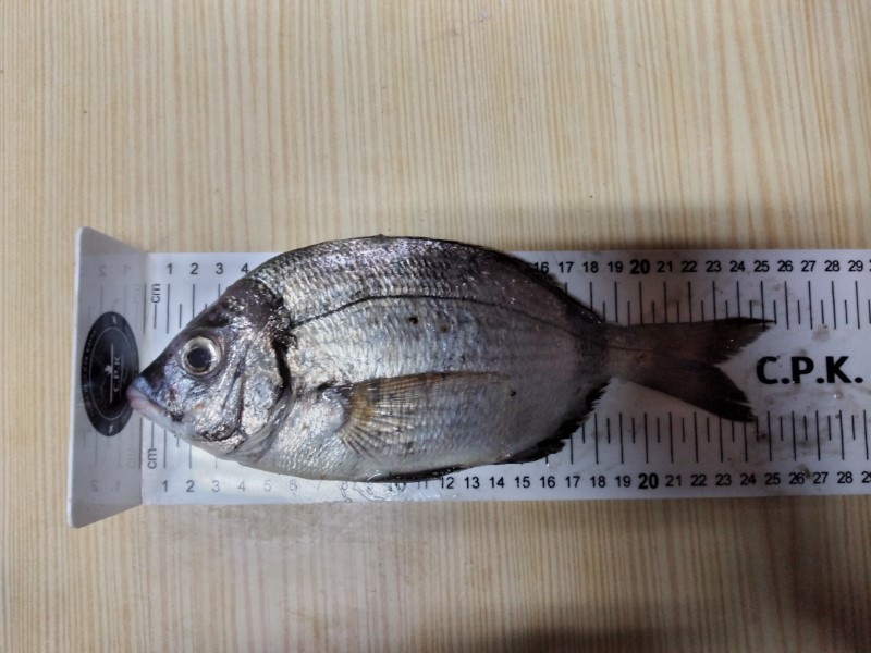 Fish Measure Picture