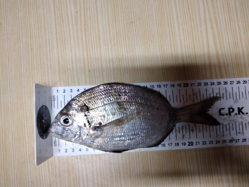 Fish Measure Picture