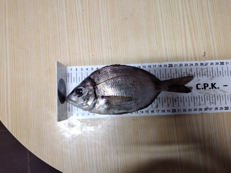 Fish Measure Picture