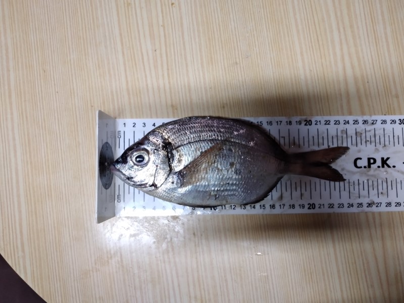 Fish Measure Picture