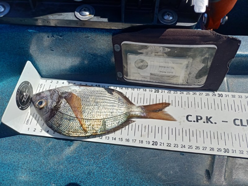 Fish Measure Picture