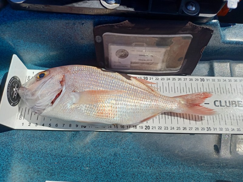 Fish Measure Picture