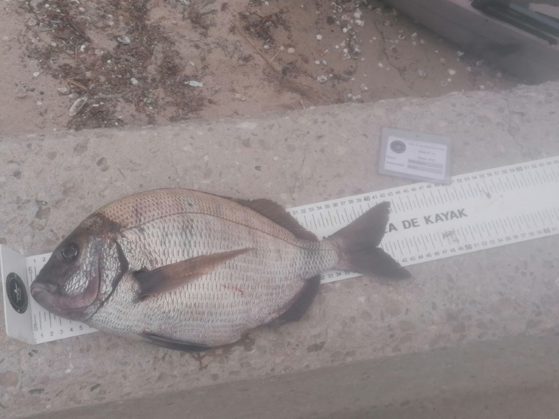 Fish Measure Picture