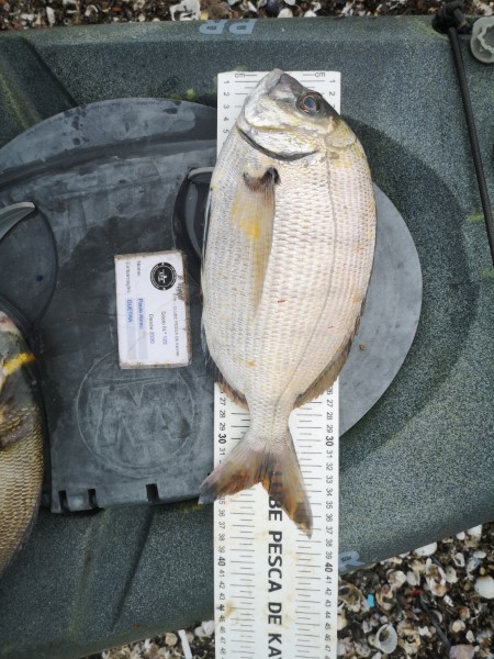 Fish Measure Picture