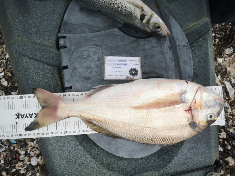 Fish Measure Picture