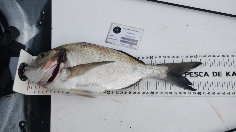 Fish Measure Picture