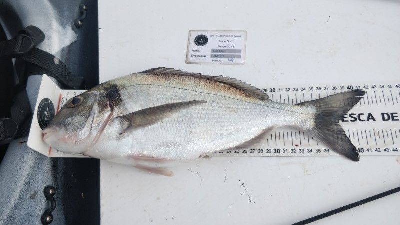 Fish Measure Picture