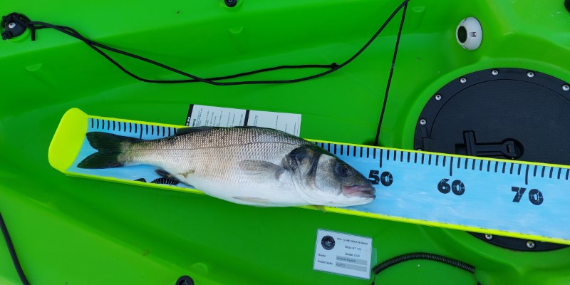 Fish Measure Picture