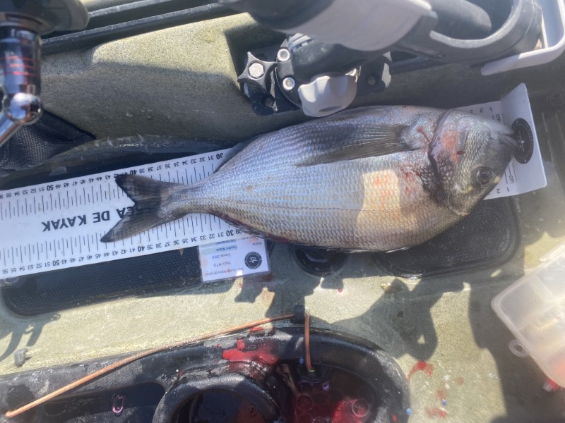 Fish Measure Picture
