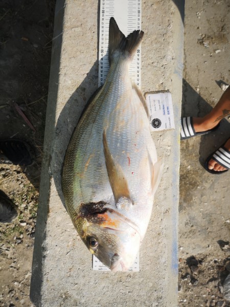 Fish Measure Picture