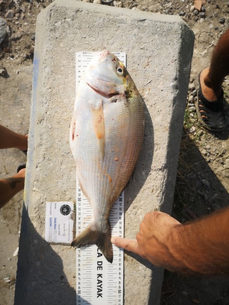 Fish Measure Picture