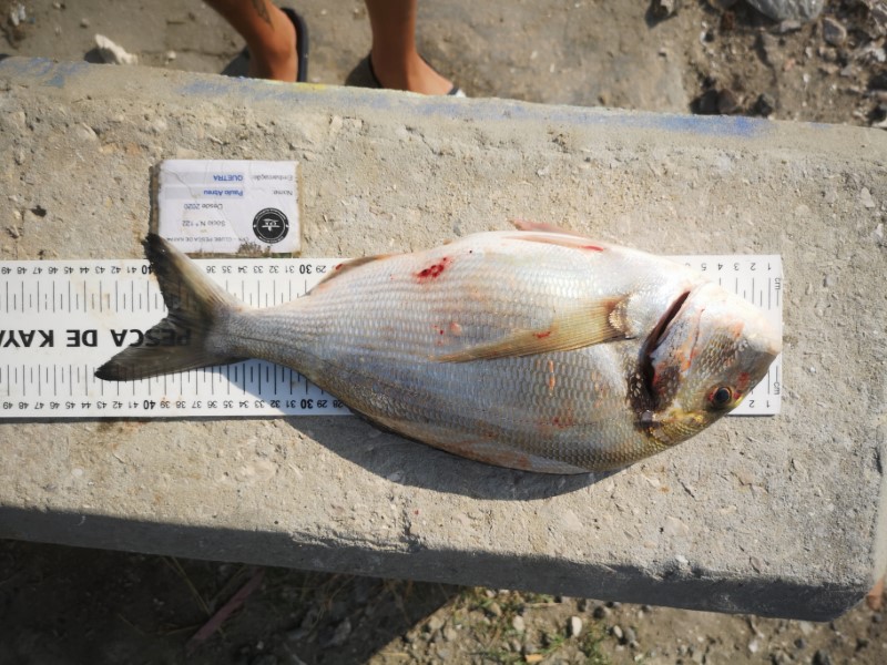 Fish Measure Picture