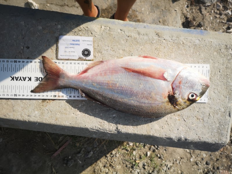 Fish Measure Picture