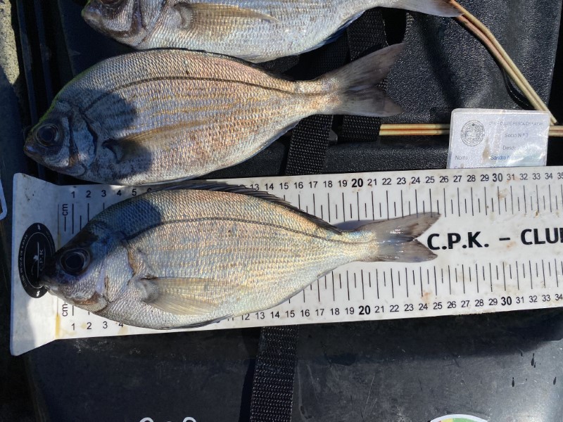 Fish Measure Picture