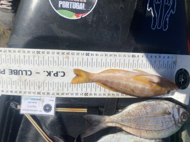 Fish Measure Picture