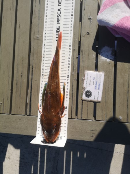 Fish Measure Picture