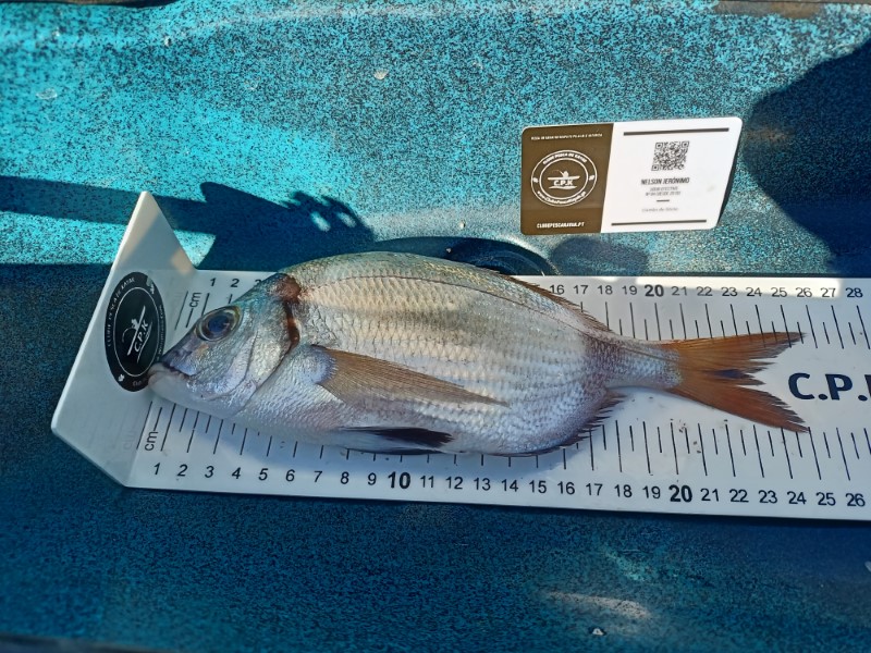Fish Measure Picture