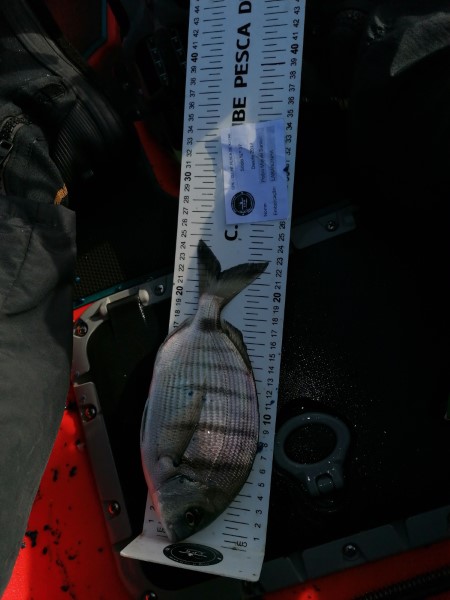 Fish Measure Picture