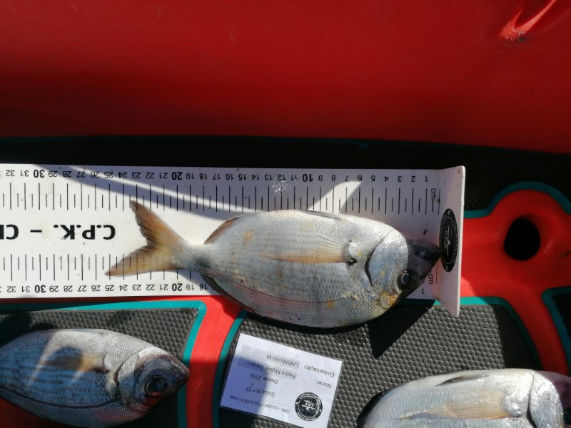 Fish Measure Picture