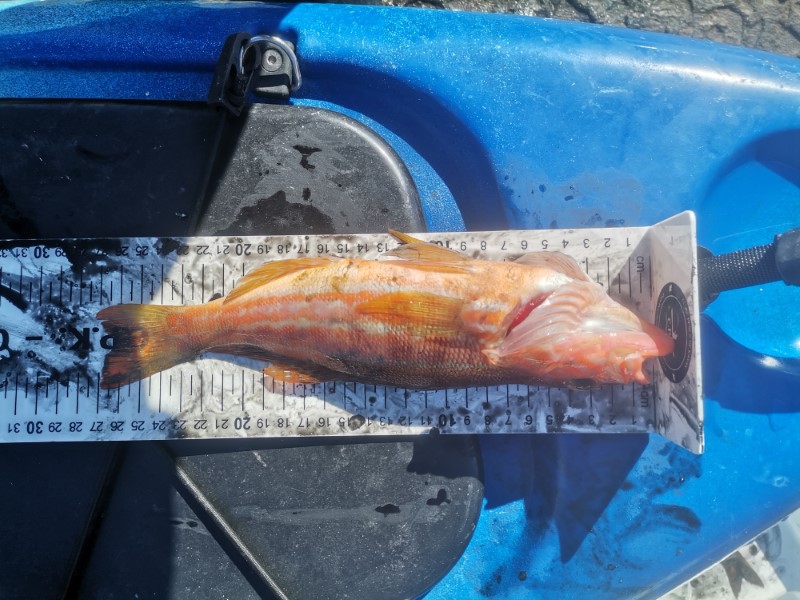 Fish Measure Picture