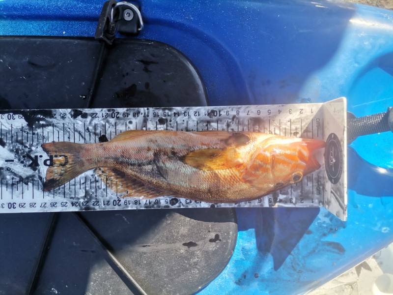 Fish Measure Picture
