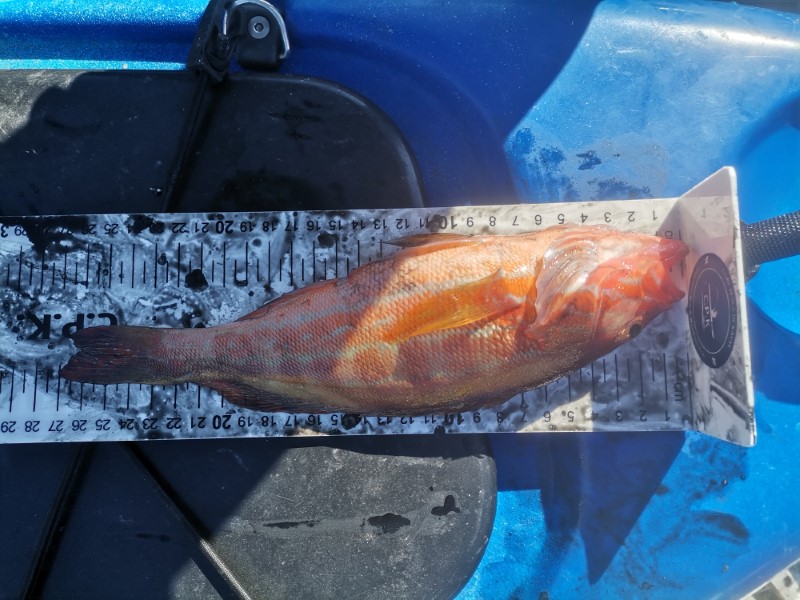 Fish Measure Picture