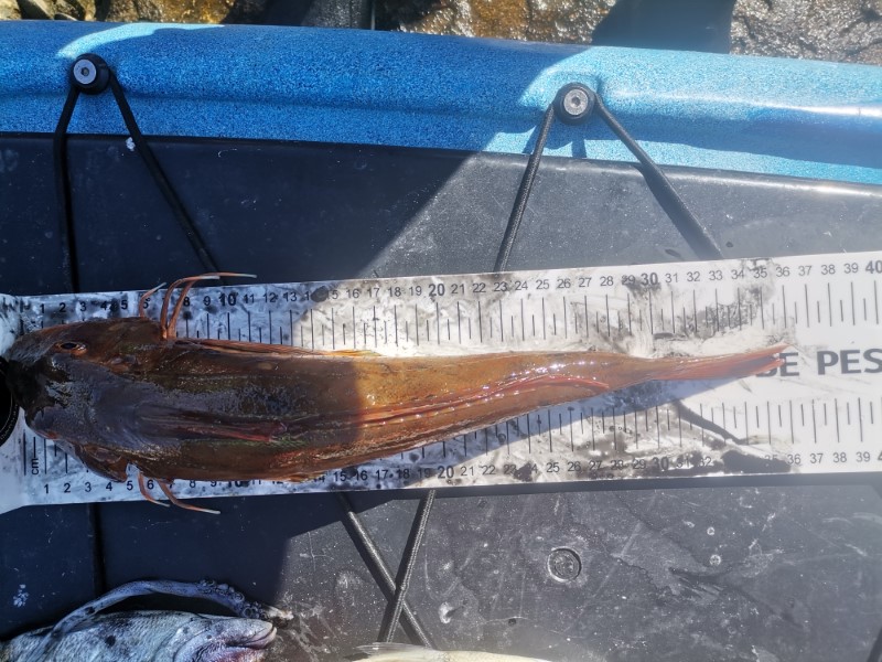 Fish Measure Picture