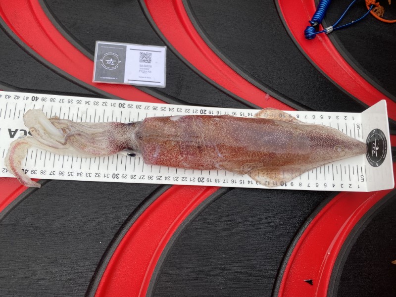 Fish Measure Picture