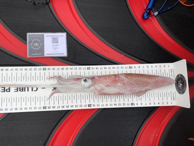 Fish Measure Picture