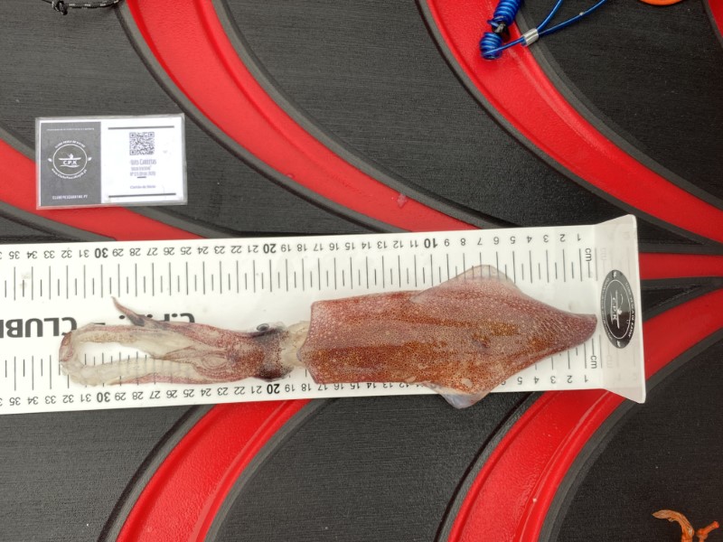 Fish Measure Picture