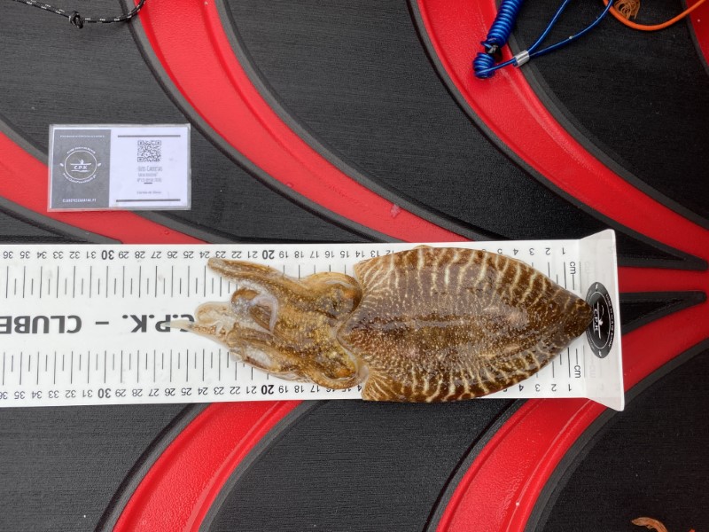 Fish Measure Picture
