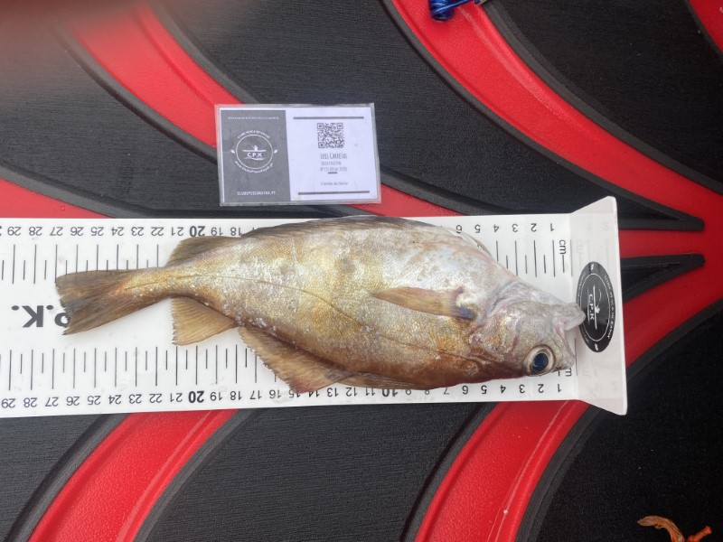 Fish Measure Picture