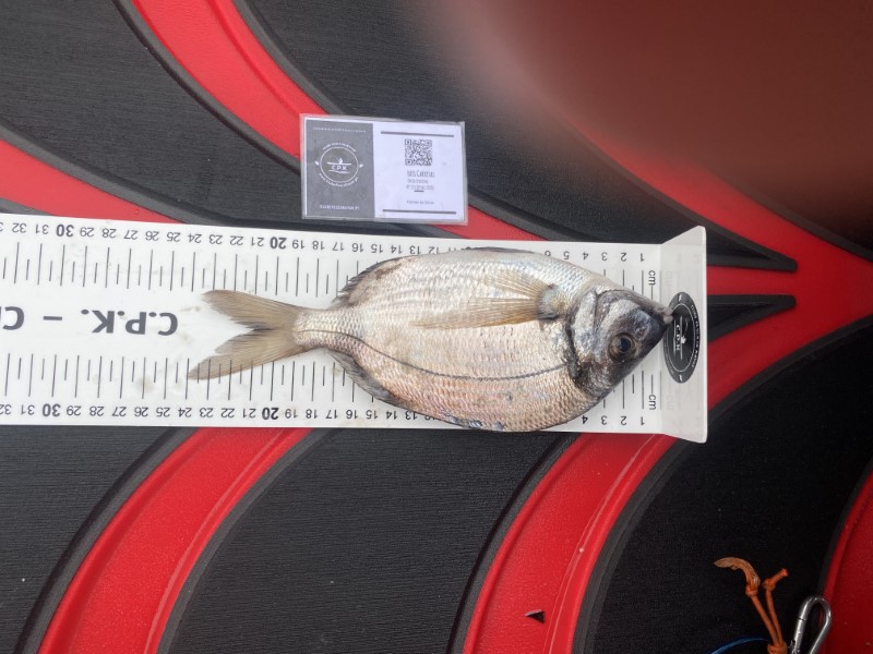 Fish Measure Picture