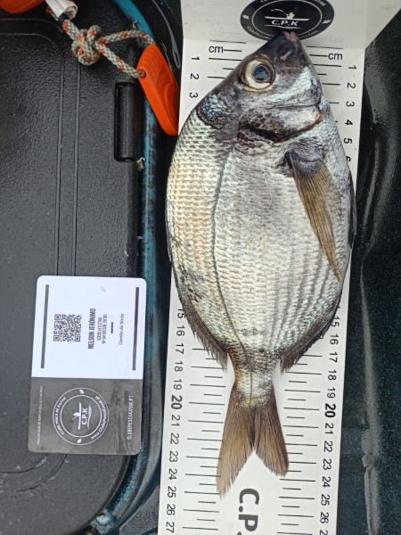 Fish Measure Picture