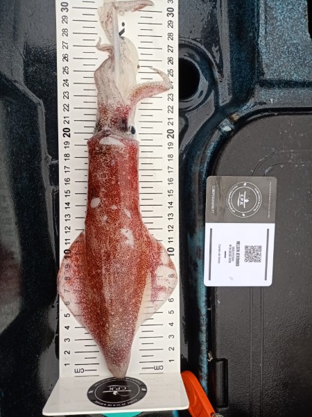 Fish Measure Picture