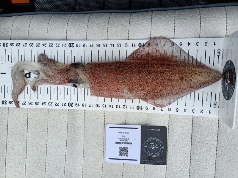 Fish Measure Picture