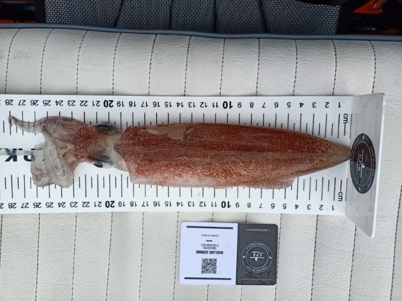 Fish Measure Picture