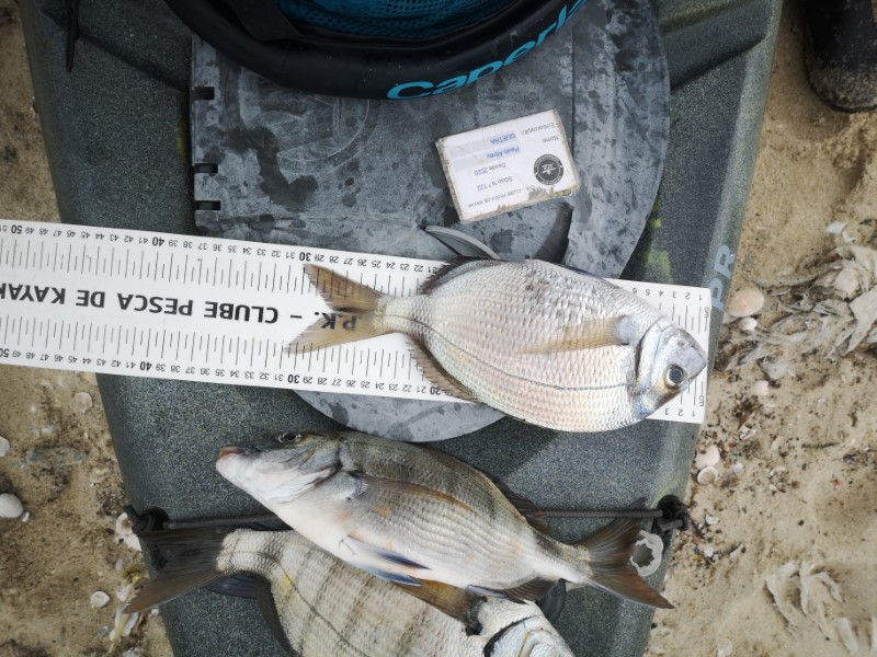 Fish Measure Picture