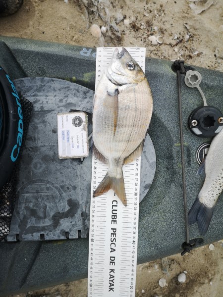Fish Measure Picture