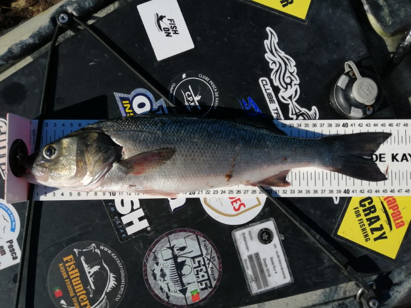 Fish Measure Picture