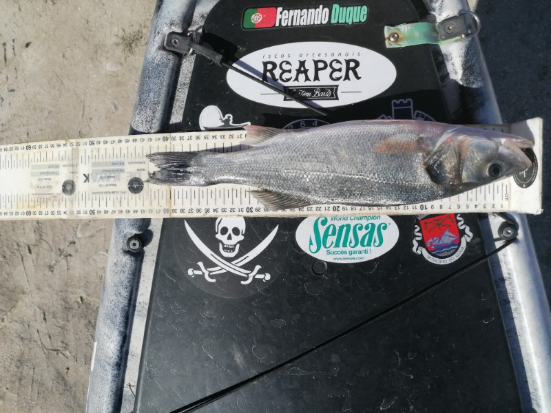 Fish Measure Picture