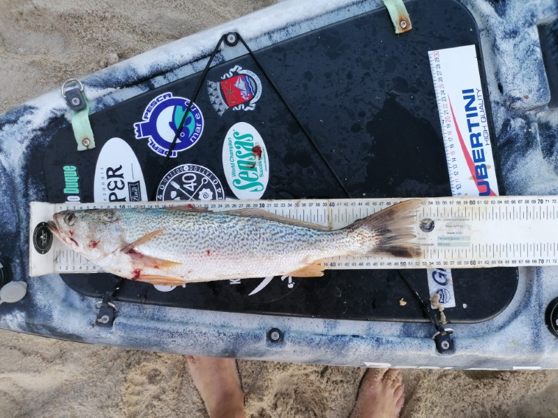 Fish Measure Picture