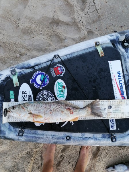 Fish Measure Picture