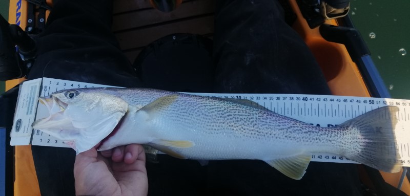 Fish Measure Picture