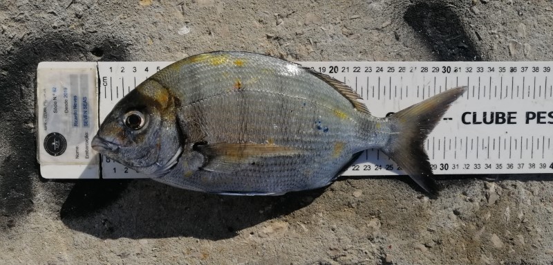 Fish Measure Picture
